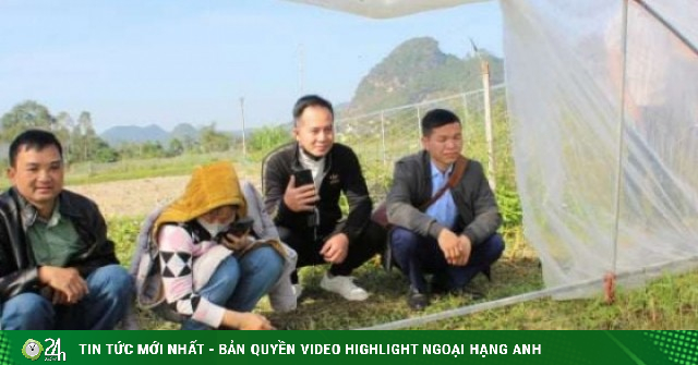 Lạng Sơn: Tỷ phú nuôi ốc nhồi có bí quyết chả tốn một xu mua cám, bán dễ hơn gà ta thả vườn, thu tiền tỷ/năm