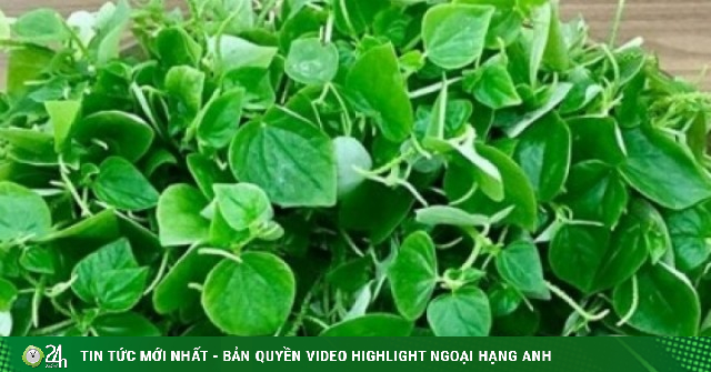 Việt Nam có vị “thuốc bổ tự nhiên” giòn dai mọng nước, ăn vào tốt ngang nhân sâm
