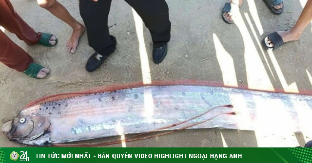 Thông tin đặc biệt về con cá dài 4m trông như mái chèo xuất hiện ở vùng biển La Gi, tỉnh Lâm Đồng, Bình Thuận trước đây