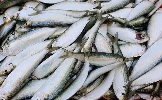 Trên thị trường hiện nay, giá cá trích tươi dao động khoảng 60.000–100.000 đồng/kg tùy loại và thời điểm. Ảnh: Hải Sản Mi Nơ