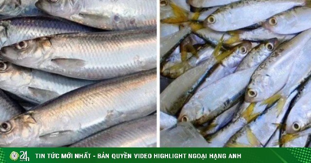 Ít ai biết, 2 loại cá rất quen mặt, bán đầy ở chợ Việt, giá vài chục nghìn/kg, được đánh giá là "tốt nhất thế giới"