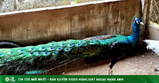 Nuôi “nữ hoàng của các loài chim” chỉ nhặt lông, anh nông dân Đồng Tháp cũng kiếm bộn tiền