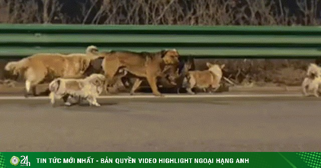 7 chú chó phá lồng trốn kẻ trộm, dìu nhau vượt 18 km về nhà