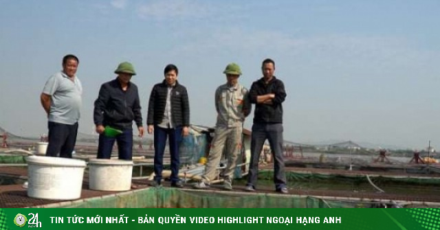 Nuôi cá lồng kiểu gì mà nông dân Bắc Ninh thu tiền tỷ mỗi năm?
