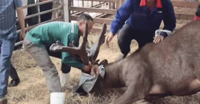 Gây mê để thu hoạch cặp nhung nai 'khủng' hiếm có hơn 13kg