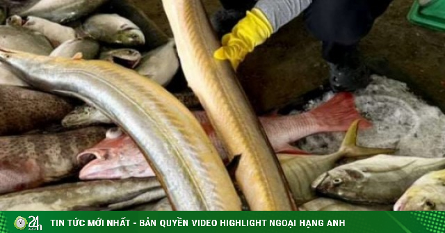 Cá lạc dài hàng mét là cá gì, bắt cá hiếm này ở vùng biển nào, vì sao người ta ví ăn một miếng cá này ngang "tẩm bổ"?