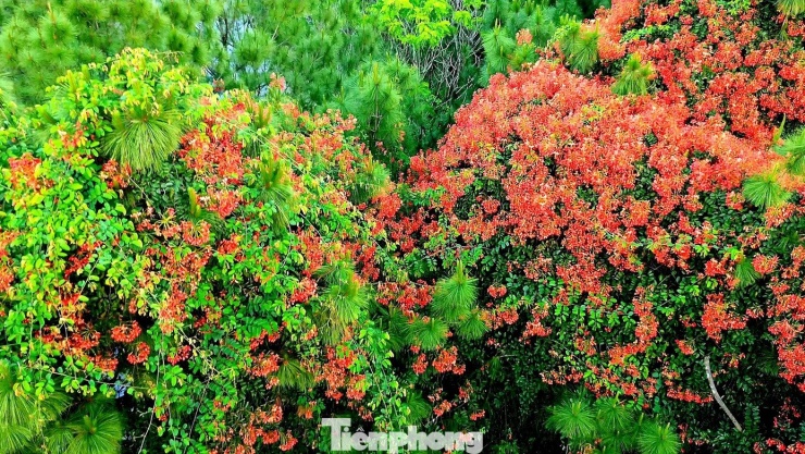 Từ con đường dạo quanh chân đồi nhìn lên, sắc đỏ của lâm phượng vỹ xen giữa tầng lá thông, lúc ẩn lúc hiện. Ở góc nhìn cao hơn, màu hoa đỏ rực trải thành từng vệt, làm mềm đi sự đơn sắc của rừng thông xanh.