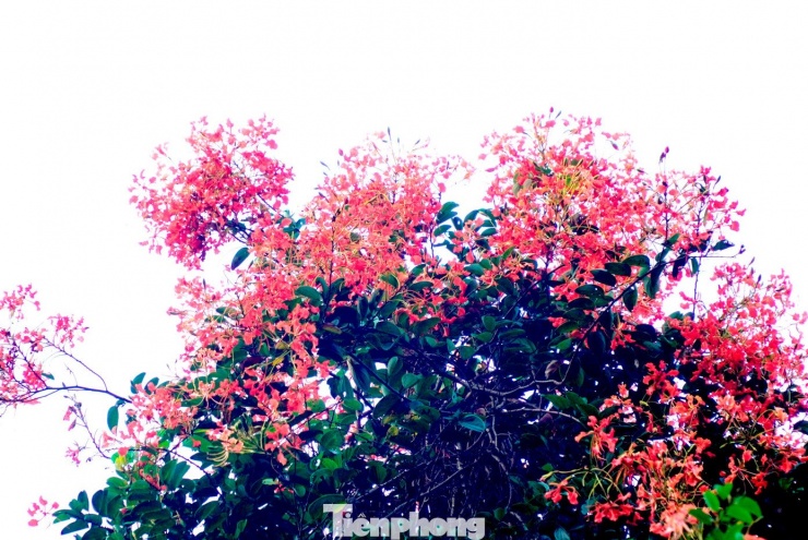 Hoa có màu đỏ thắm, hình dáng gần giống hoa phượng vỹ. Tuy nhiên, khác với phượng vỹ - loài cây thân gỗ to lớn gắn với đường phố, công viên, trường học và nở vào chính hè, lâm phượng vỹ thường nở sớm hơn, ngay từ mùa xuân. Loài hoa này là cây thân dây, dân gian thường gọi là chạc (dây) quạch hay dây quánh.