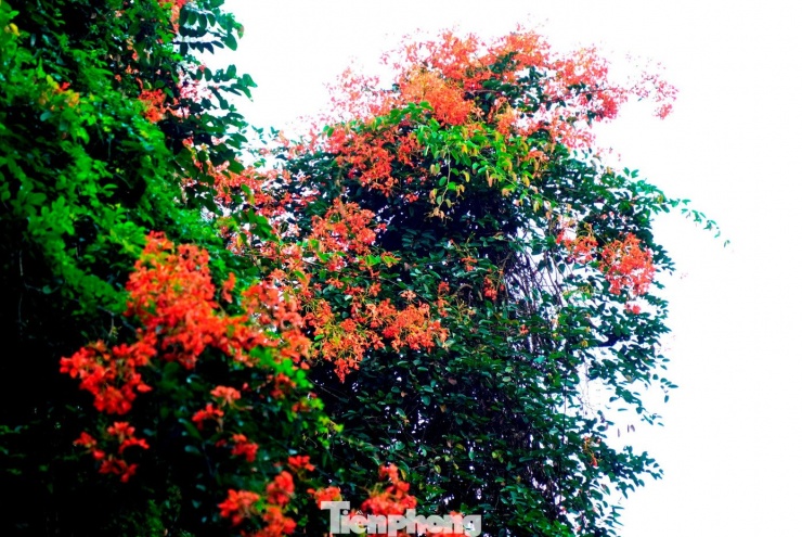 Đáng chú ý, những năm gần đây, loài hoa này không chỉ được tìm thấy trong rừng mà đã được mang về trồng tại một số không gian công cộng của nội đô Huế. Tại công viên Phú Xuân (bờ bắc sông Hương, cạnh cầu Phú Xuân), phượng núi bước đầu thích nghi, tạo thêm mảng màu mới cho cảnh quan ven sông. Bên cạnh đó, nhiều gia đình ở Huế cũng trồng loài cây này trước nhà như một lựa chọn tạo điểm nhấn tự nhiên.