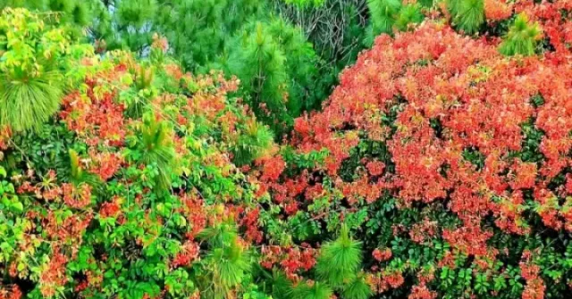 Rực rỡ hoa phượng giữa ngàn thông