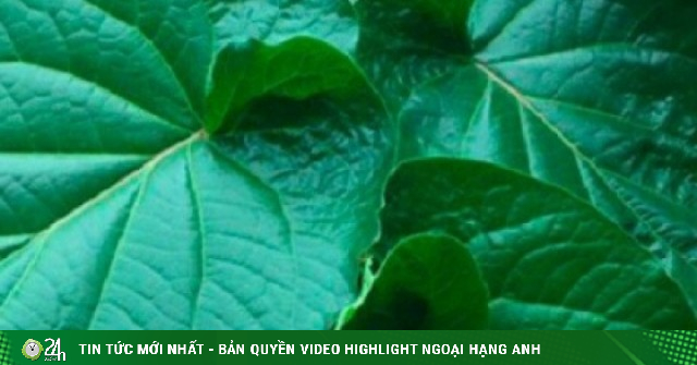 Cây ra “lá kim cương” trồng 1 lần hái bán quanh năm