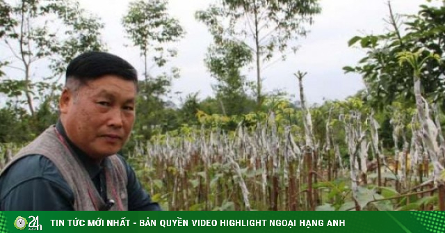 Đánh liều tự mày mò ghép loại cây quý là "vàng đen" ở vùng cao xứ Lạng, ông cựu chiến binh thu đều 300–400 triệu/năm