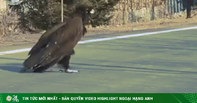 Chim khổng lồ băng qua đường, dáng đi như người