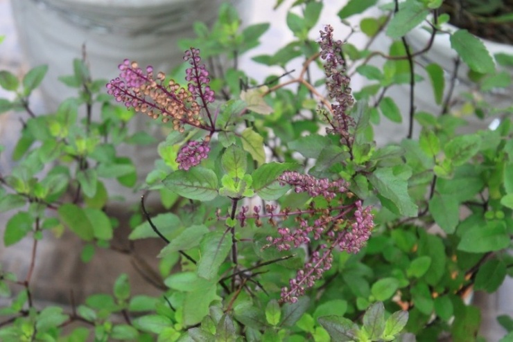 Hương nhu tía được mệnh danh là