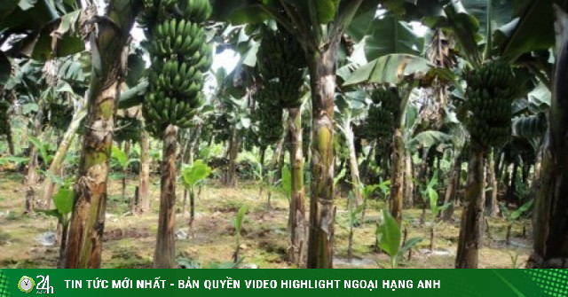 Mâu thuẫn vì chuối bị chặt, em trai sát hại anh ruột