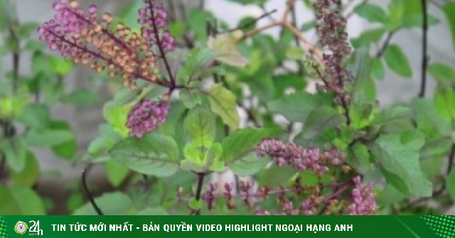 Việt Nam có “nữ hoàng thảo mộc”, bổ ngang nhân sâm lại chỉ được trồng làm cảnh