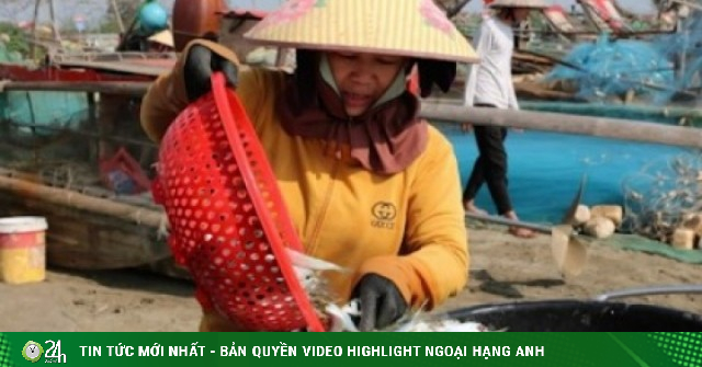 Ngư dân trúng đậm mùa cá trích, thu tiền triệu mỗi chuyến ra khơi