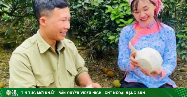 Bưởi Múc là bưởi gì mà tiếng lành đồn xa, được coi như sản vật quý, mang về hàng trăm triệu cho người dân xã Bảo Thắng?