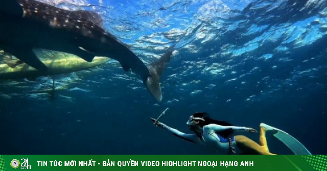 Khách Việt trải nghiệm bơi cạnh loài cá lớn nhất hành tinh
