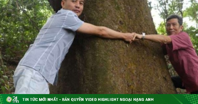 Một làng cổ ở Ninh Bình có 6 “cụ” lim xanh, là báu vật của làng, gốc cây mấy người ôm không xuể