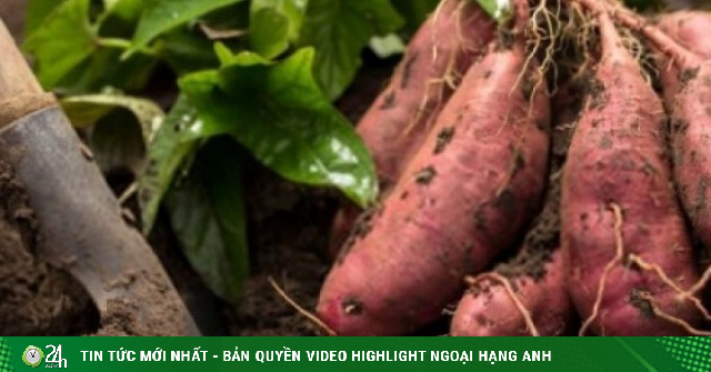 Chợ Việt có thứ củ giá rẻ bèo, ngọt bùi tự nhiên, ăn mỗi ngày sống khỏe thọ lâu