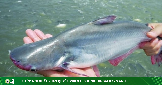 Cá tra Việt Nam vào thực đơn nhà hàng sushi "khó tính" nhất thế giới