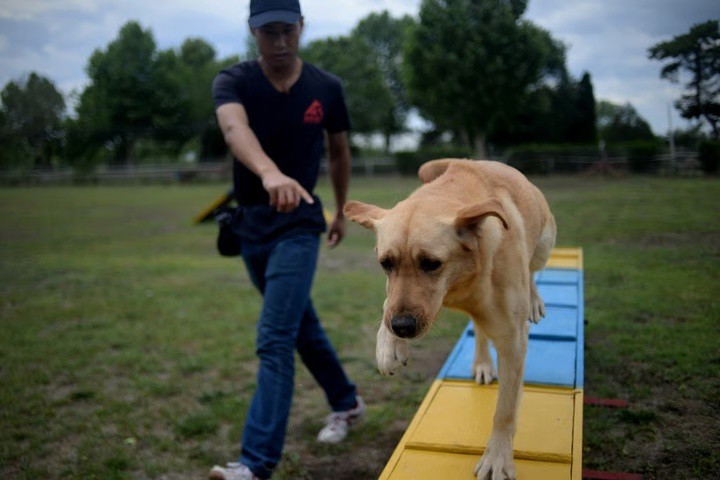 Một chú chó đang được huấn luyện ở Bắc Kinh.