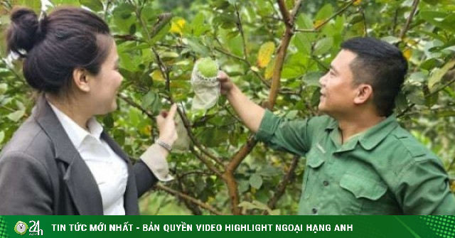 Bỏ lương giám đốc, trai họ Nguyễn về quê Nghệ An làm trang trại đẹp như phim, tự trả lương "khủng" cho chính mình