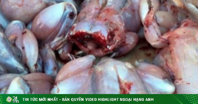 Thịt cóc có thực sự tốt như lời đồn? Cảnh báo không thể bỏ qua