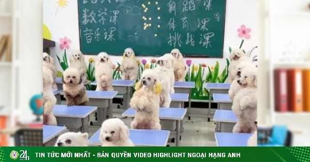 Cô gái gây tranh cãi khi chi 45 triệu đồng/tháng cho chó đi học