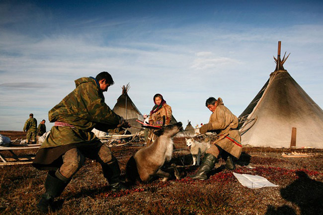 Bộ tộc Nenets, sinh sống trên bán đảo Yamal, vùng Siberia có tập tục quen thuộc là uống máu và ăn thịt tuần lộc sống.