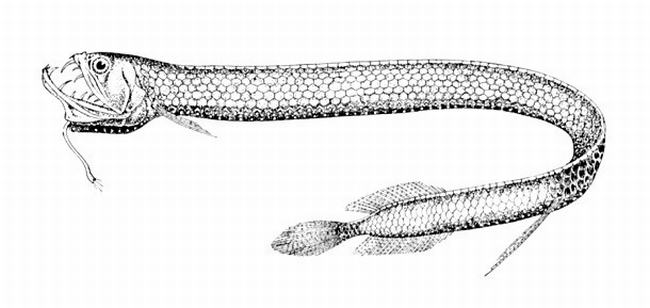 Loài cá rồng sống ở độ sâu 600m tối tăm của đại dương. Chúng dài 16cm, da trơn, răng nhọn, trên cơ thể có một bộ phận phát sáng &#40;photophore&#41; để thu hút con mồi