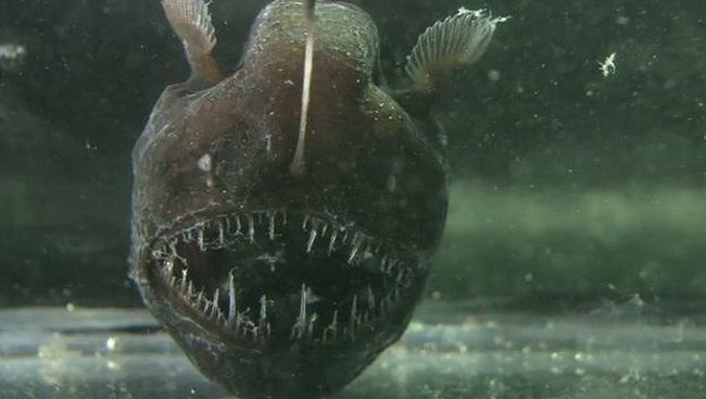 Cá&nbsp;Anglerfish&nbsp;được đặt tên theo mấu thịt đặc trưng của chúng, trong đó một mấu thịt phát triển từ đầu cá hoạt động như một mồi câu.