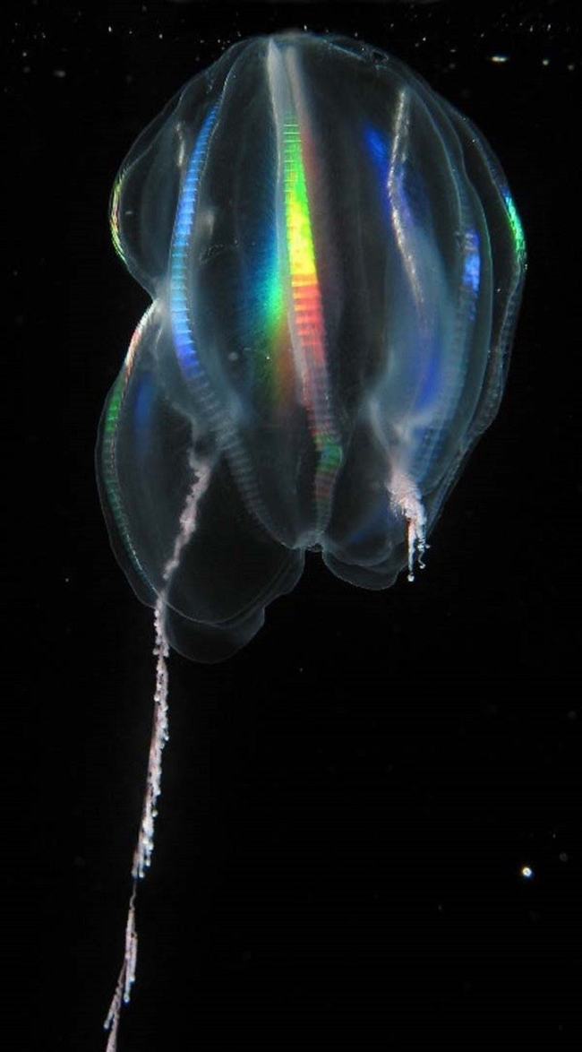 Sứa biển&nbsp;ctenophore &nbsp;có những chiếc xúc tu dài để bắt những sinh vật phù du làm thức ăn.