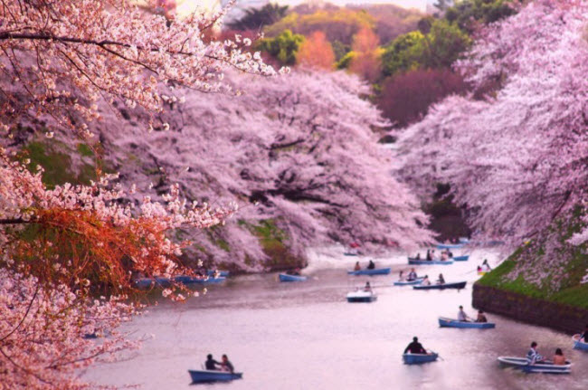 Công viên Chidorigafuchi ở thủ đô Tokyo của Nhật Bản là một trong những địa điểm ngắm hoa anh đào lý tưởng nhất thế giới.