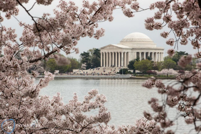 Vào năm 1912, người dân Nhật Bản đã tặng 3.000 cây hoa anh đào cho thành phố Washington, Mỹ. Kể từ đó, lễ hội hoa anh đào được tổ chức vào mùa xuân hàng năm để tôn vinh mối quan hệ hữu nghị giữa hai quốc gia này.