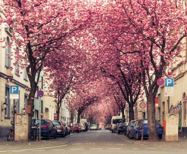 Đại lộ hoa anh đào là nét đặc trưng của thành phố Bonn, Đức.