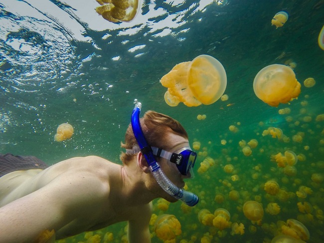 &nbsp;Bơi cùng hàng nghìn con sứa ở Hồ Sứa, đảo Eil Malk, Palau.