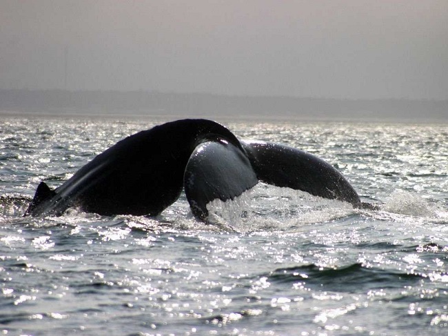 Chèo thuyền kayak ở vịnh Fundy ở New Brunswick, Nova Scotia. Rất có thể bạn sẽ gặp một con cá voi lưng gù.