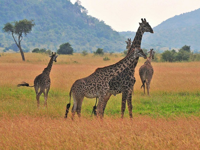 Quan sát động vật hoang dã trong môi trường sống tự nhiên của chúng trên một hành trình ở Kenya.