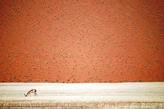 Linh dương châu Phi một mình gặm cỏ trước sa mạc mênh mông ở Swakopmund, Erong, Namibia.