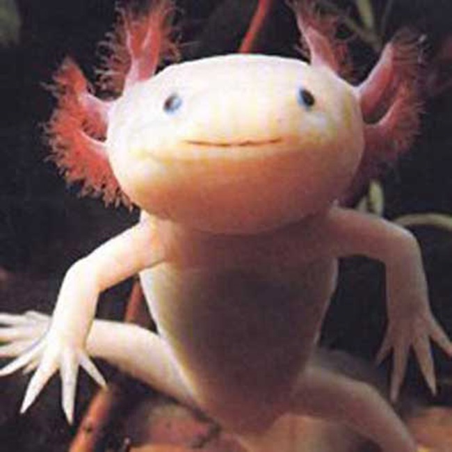 Một loài sinh vật kỳ lạ ở dưới đại dương có hình dáng như con người là cá Axolotl &#40;Ambystoma mexicanum&#41;. Đây&nbsp;là 1 loại động vật lưỡng cư có khuôn mặt giống người kỳ lạ.&nbsp;Người New Zealand và Úc&nbsp;cho rằng Axolotl là giống cá đi bộ của Mexico nhưng chưa tiến hóa hết.