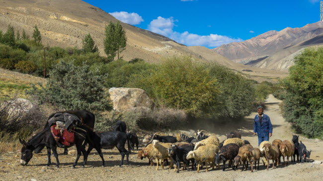 Người dân lùa đàn cừu qua ngôi làng Langar ở Tajikistan.