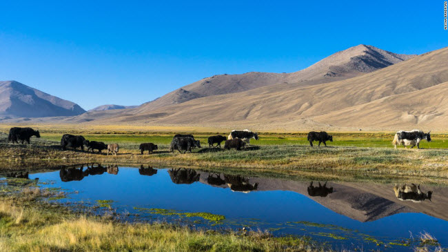 Đàn bò Tây tạng kiếm ăn quanh ngôi làng Bulunkul ở Tajikistan.