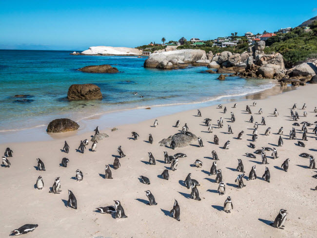 Tới bãi biển Boulders tại thành phố Cape Town ở Nam Phi, du khách có thể chiêm ngưỡng hàng nghìn con chim cánh cụt sinh sống ở đây.