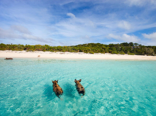 Nếu bạn muốn có một trải nghiệm khác lạ, hãy tới đảo Big Major ở Bahamas. Với biệt danh là “bãi biển lợn”, hòn đảo này có những chú lợn vô tư bơi lội dưới biển và chúng cũng rất thân thiện với du khách.