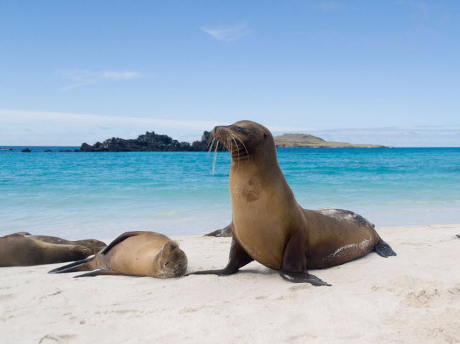 Tới bãi biển cát trắng ở vịnh Gardner trên đảo Española, thuộc quần đảo Galapagos&nbsp;&#40;Ecuador&#41;, du khách có thể ngắm hàng trăm con sư tử biển nằm thư giãn trên bãi cát. Nơi đây cũng là địa điểm lặn ống thở và lặn bình khí hấp dẫn.