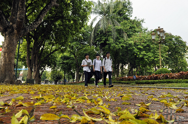 Từ lòng đường cho tới vỉa hè đâu đâu cũng thấy một màu vàng của lá rụng. Chỉ một thời gian ngắn sau khoảnh khắc chuyển mùa thì cũng là lúc trăm loài cây bắt đầu nhú lộc, chuẩn bị cho một sự khởi đầu mới.