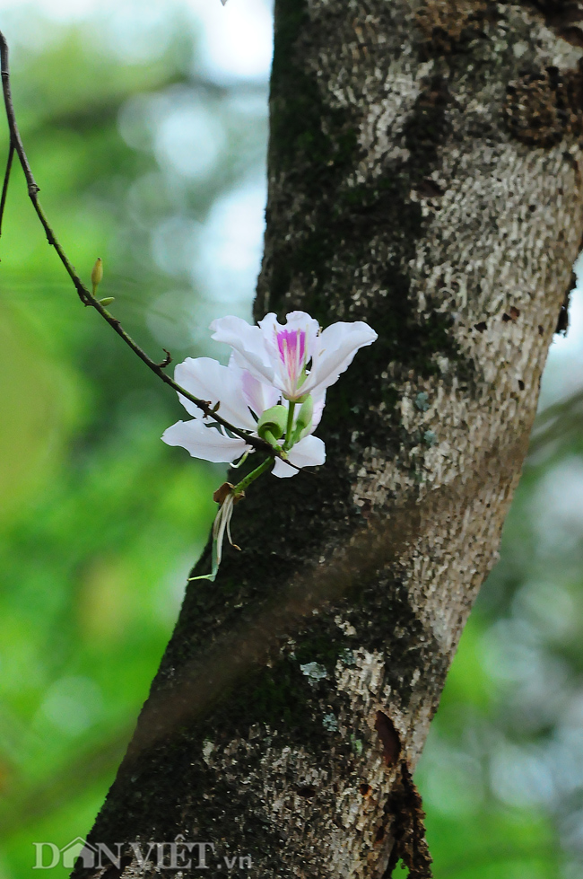 Hoa ban khoe sắc bên tường nhà cổ kính&nbsp;