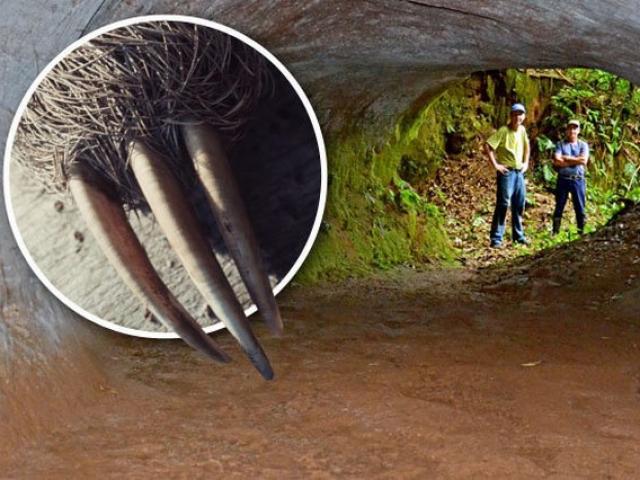 Tìm thấy hang khổng lồ ”do quái vật đào” ở Brazil
